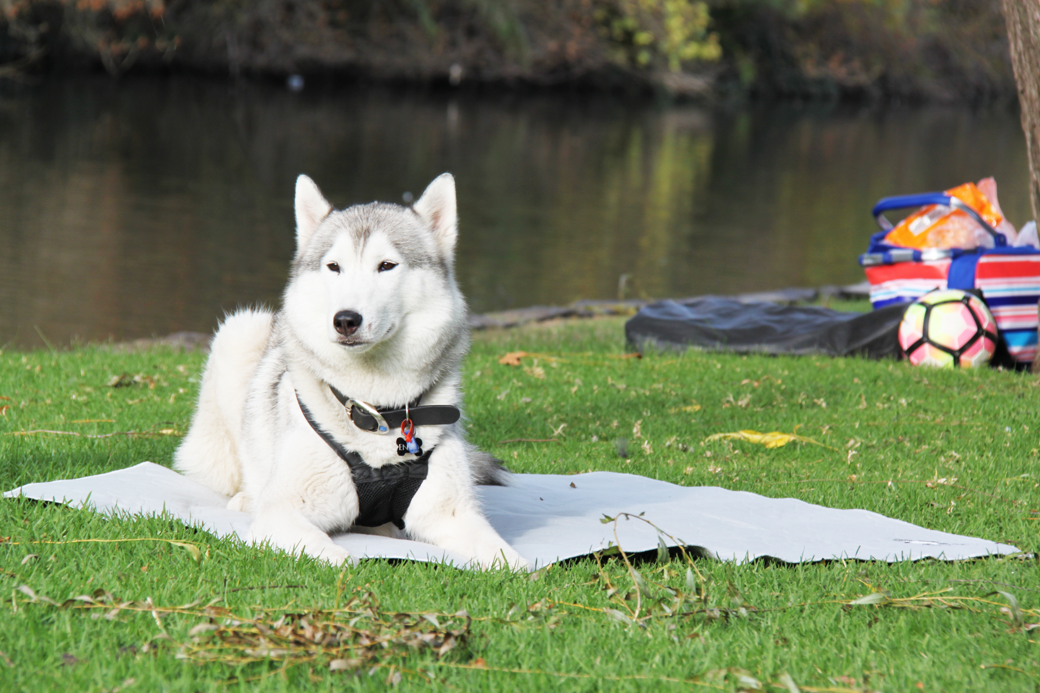 Outdoor use - dog mat grass lifestyle