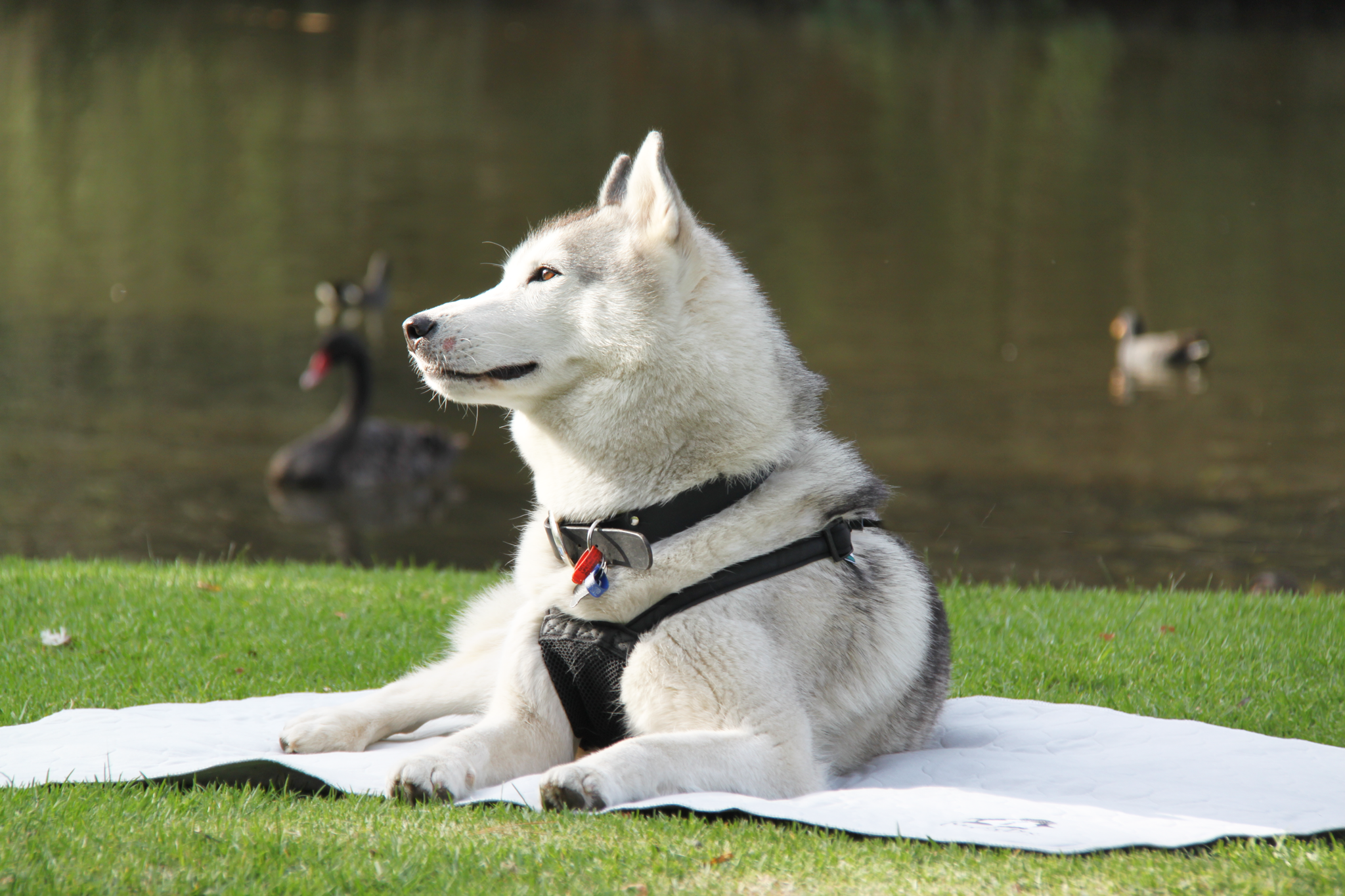 Outdoor use - Dog mat in front of lake