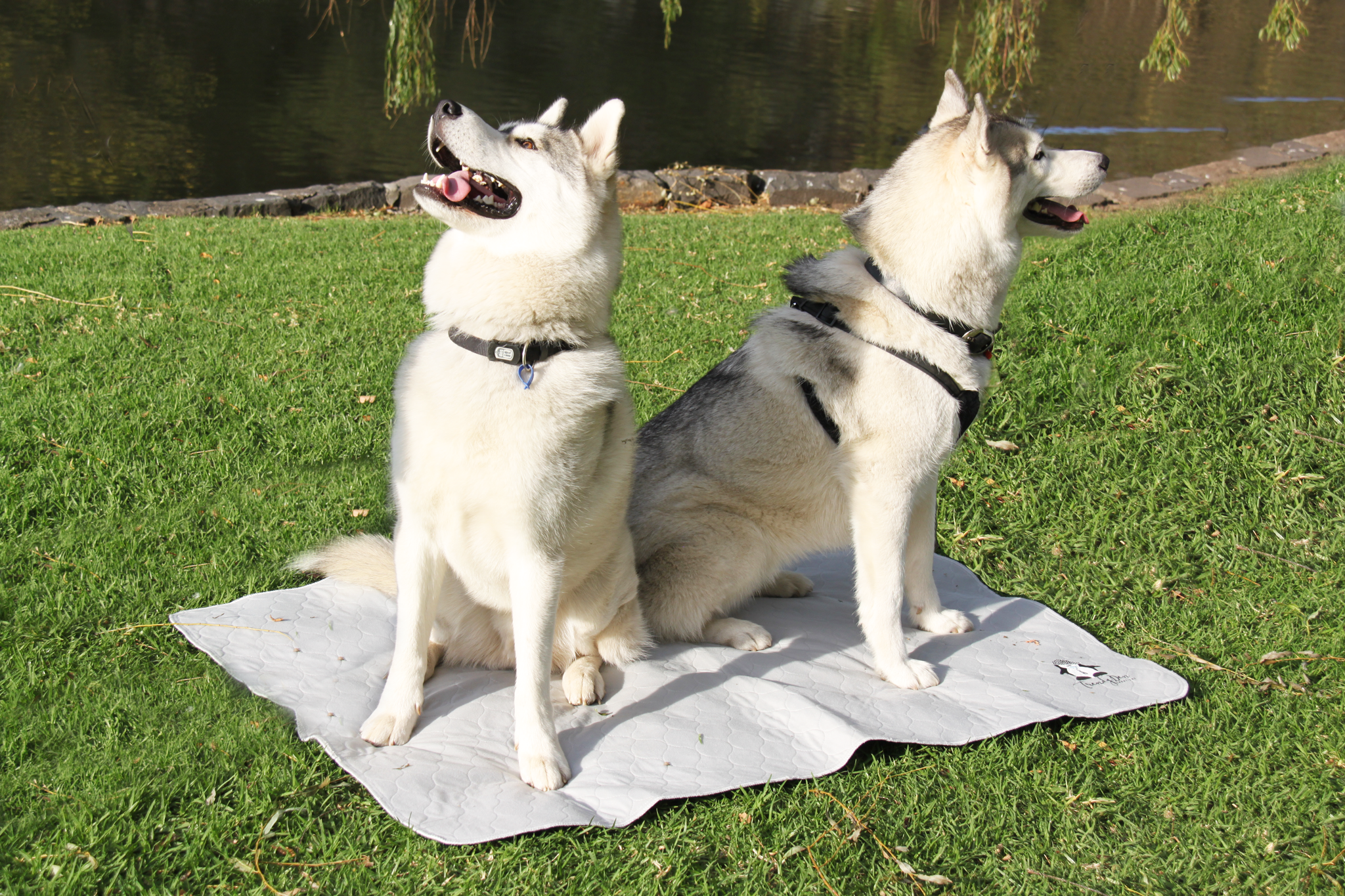 Outdoor use - two dogs on XXL mat
