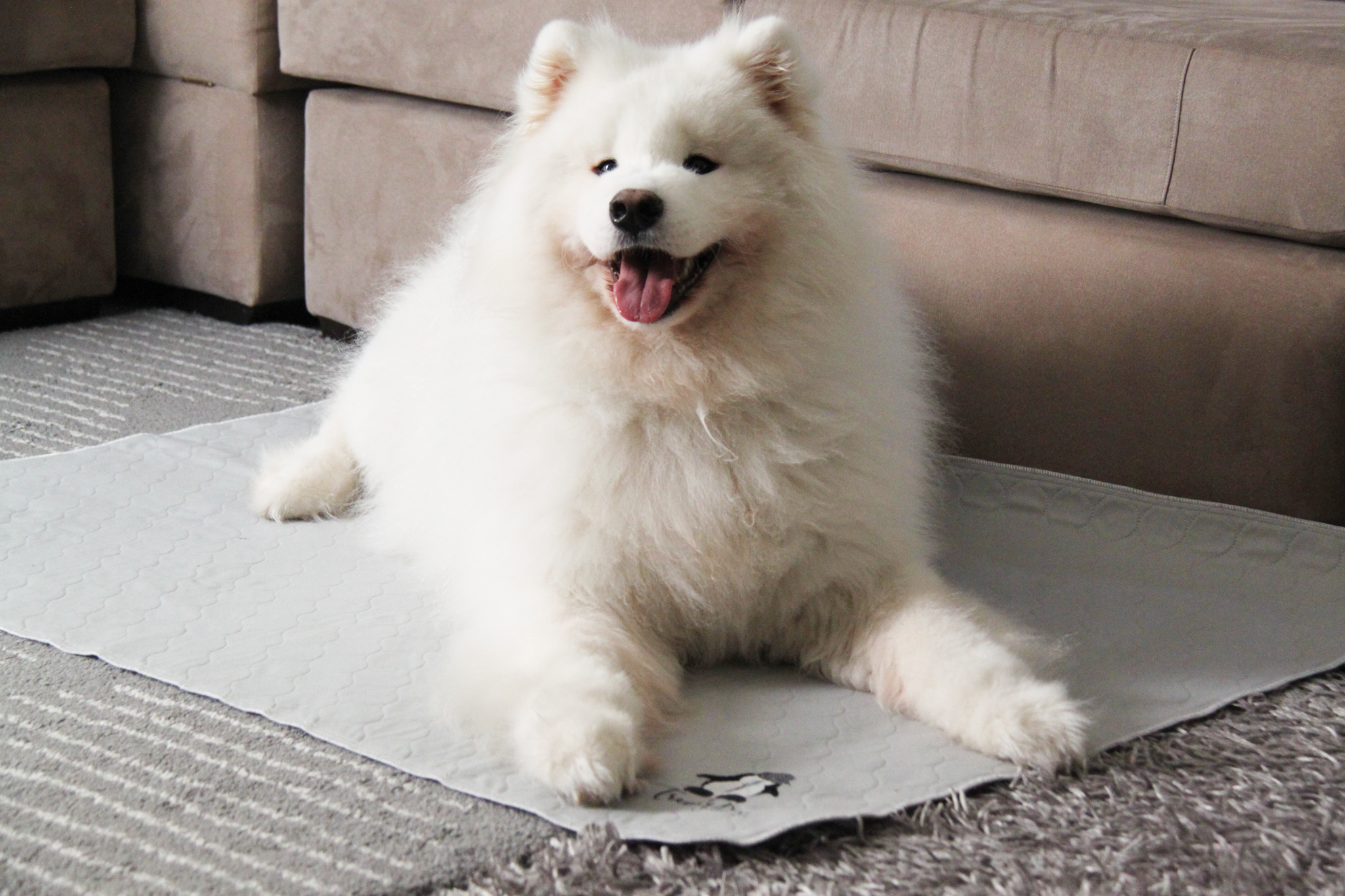 Indoor use - on Carpet