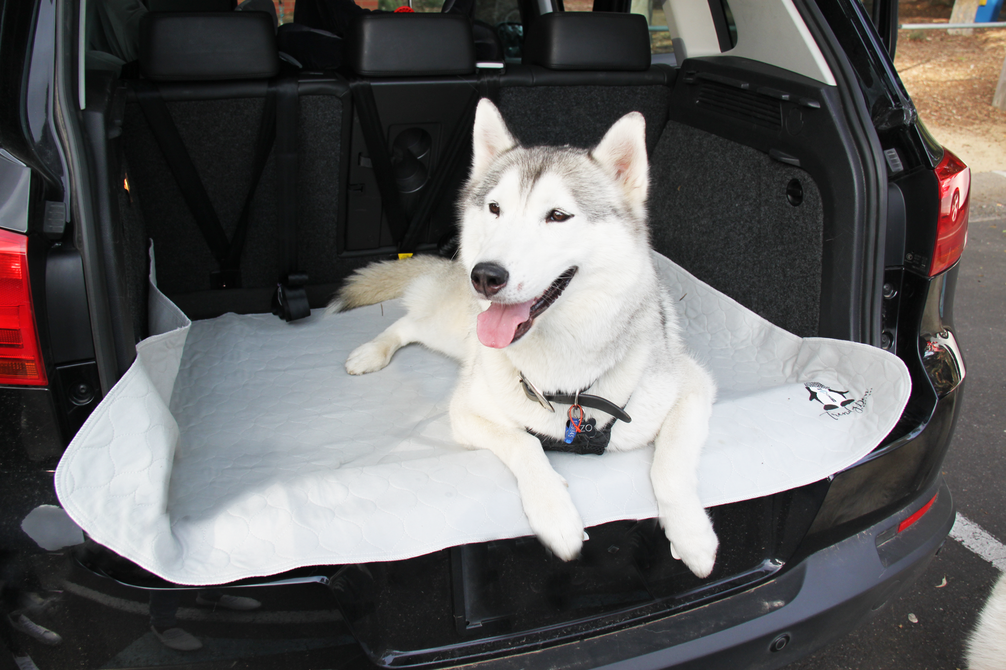 Outdoor use - husky in car boot