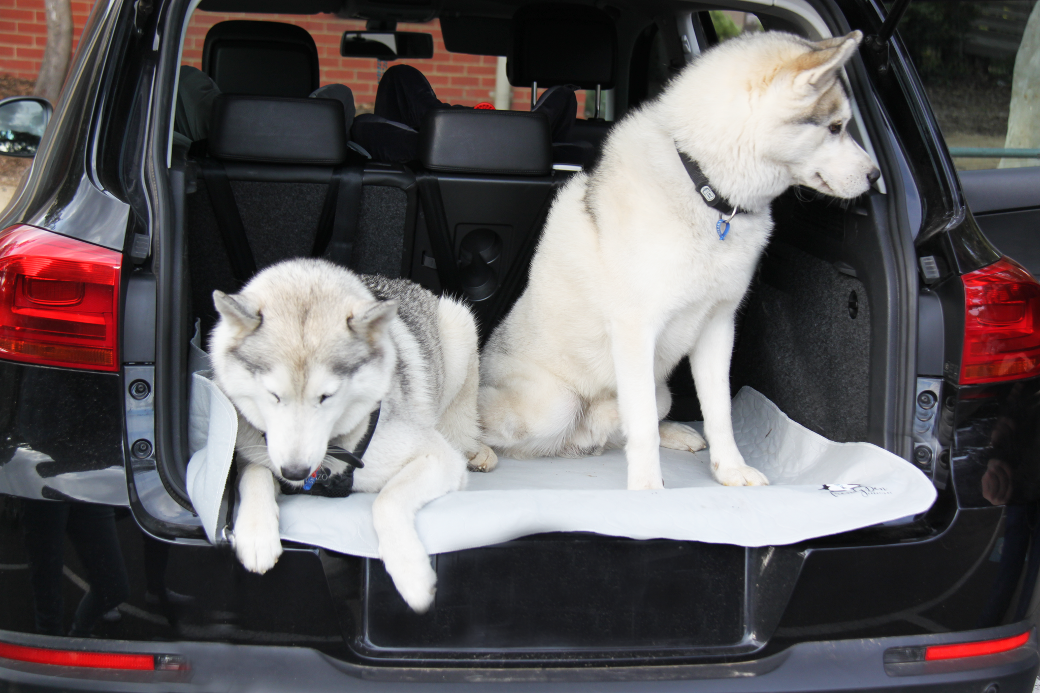 Outdoor use - two dogs in car