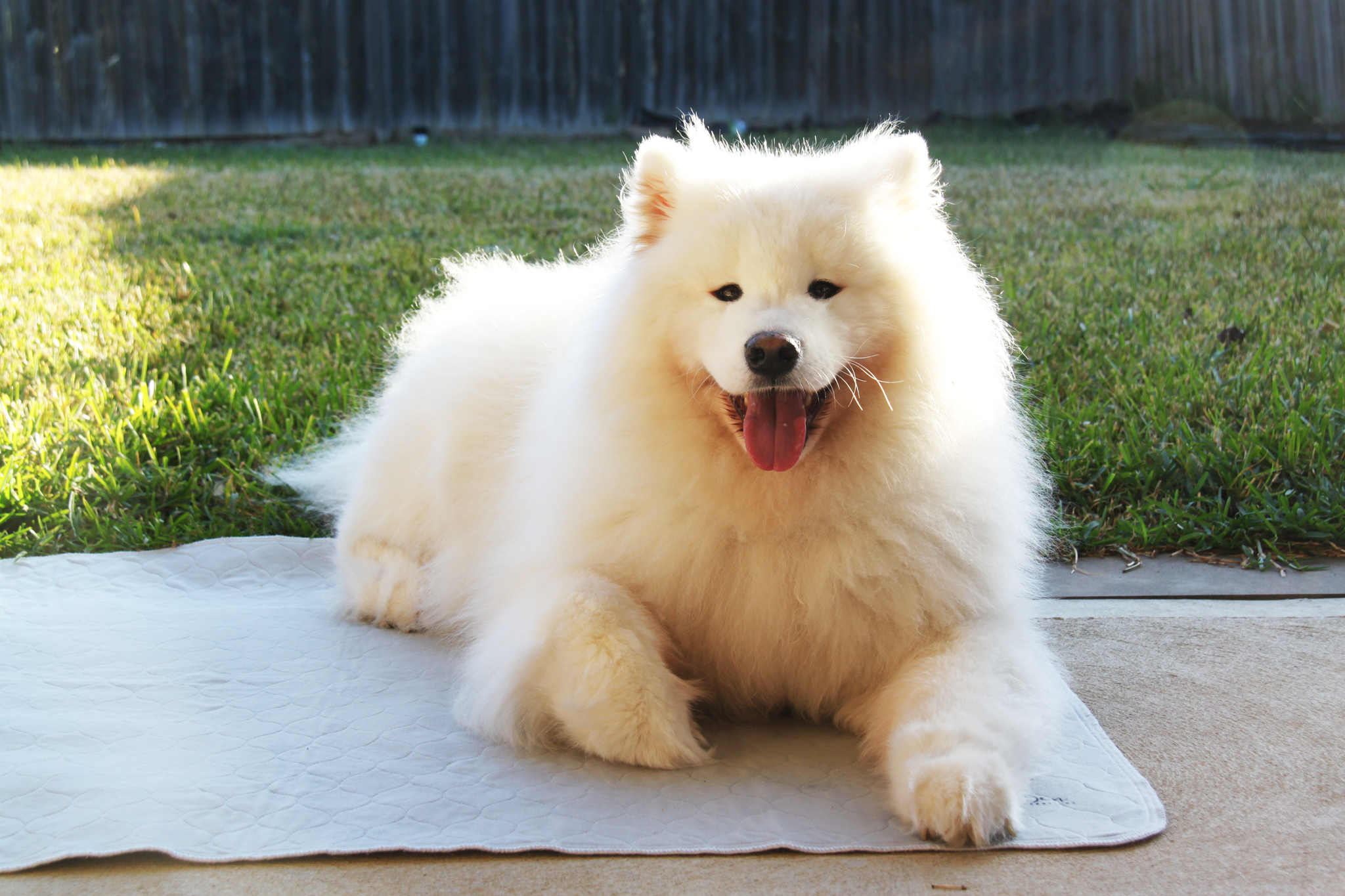 Outdoor use - dog on mat grass