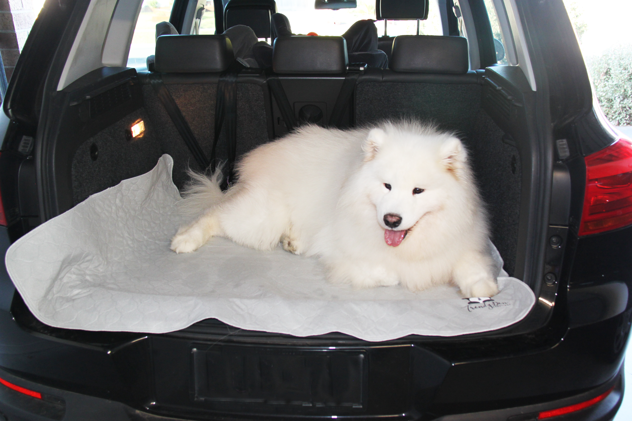Outdoor use - dog resting in car boot