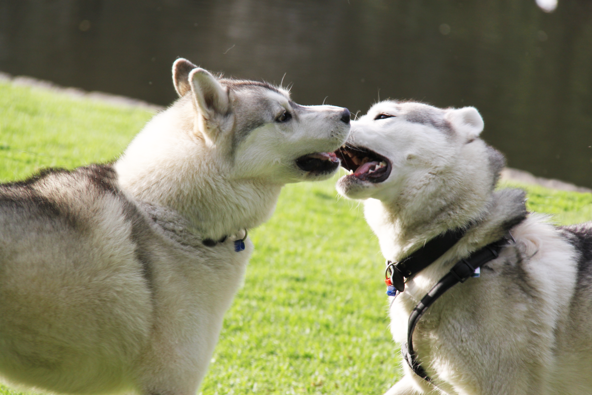 Outdoor use - Dogs playing